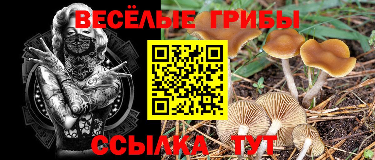 Псилоцибиновые грибы GOLDEN TEACHER  Вход с VPN  Псилоцибиновые грибы мицелий  Кохма 
